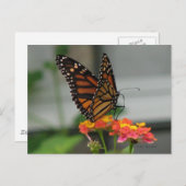 Monarch van Briefkaart Lantana (Voorkant / Achterkant)