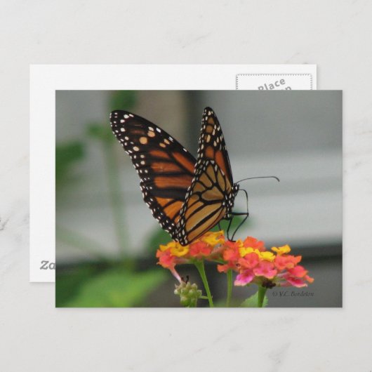 Monarch van Briefkaart Lantana (Voorkant / Achterkant)