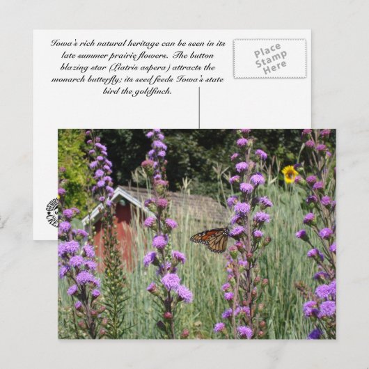 Monarch van de Iowa prairie Briefkaart (Voorkant / Achterkant)