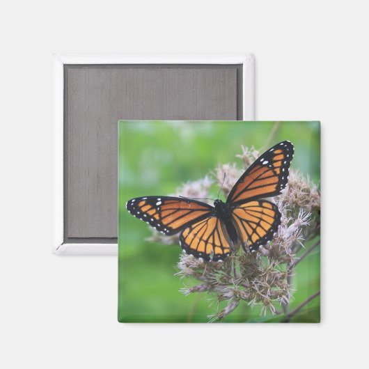 Monarch van de wilde Magnet (Voorkant / Achterkant)