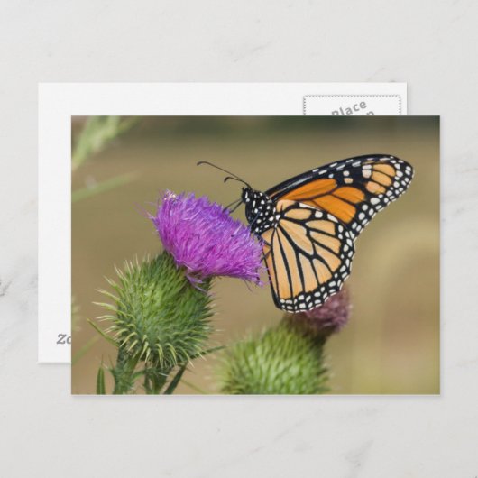 Monarch van grasland Thistle Prairie Ridge Briefkaart (Voorkant / Achterkant)