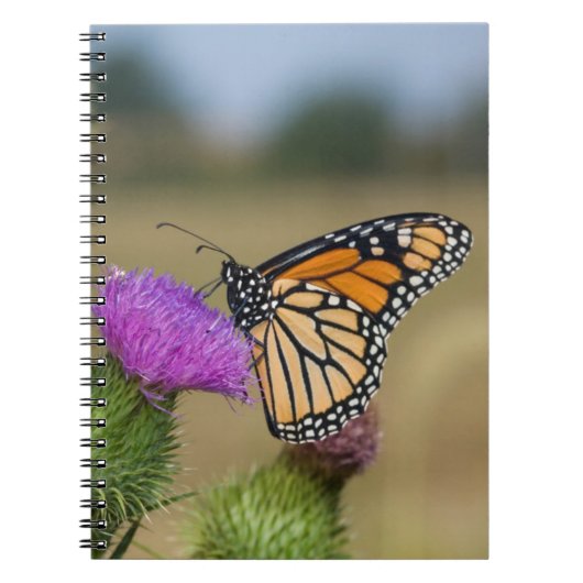 Monarch van grasland Thistle Prairie Ridge Notitieboek (Voorkant)