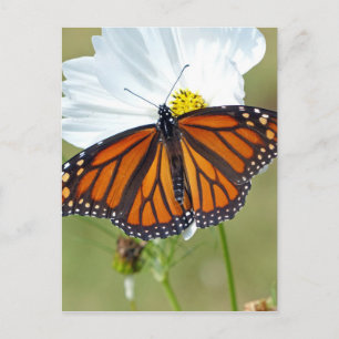 Monarch van Kosmos Briefkaart