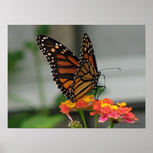 Monarch van Lantana Poster (Voorkant)