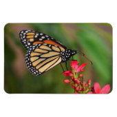 Monarch van Penta-bloemen Magnet Magneet (Horizontaal)