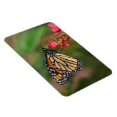Monarch van Penta-bloemen Magnet Magneet (Rechterzijde)