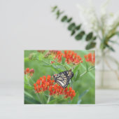 Monarch van vlinderkruid briefkaart (Staand voorkant)