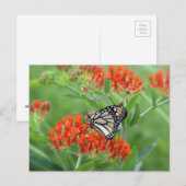 Monarch van vlinderkruid briefkaart (Voorkant / Achterkant)