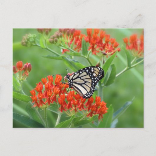 Monarch van vlinderkruid briefkaart (Voorkant)