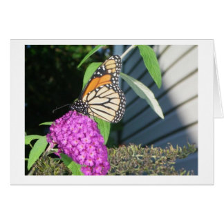 monarch van vlinders - struik