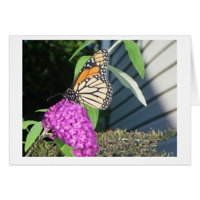 monarch van vlinders - struik (Voorkant Horizontaal)