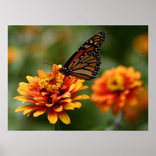 Monarch van Zinnia elegans "Zowie"-Poster Poster (Voorkant)