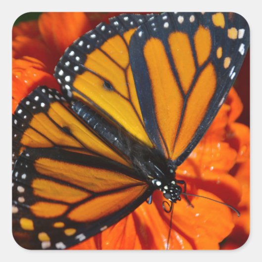 Monarch Vierkante Sticker (Voorkant)