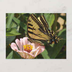 Monarch Vlinder Ansichtkaart Briefkaart