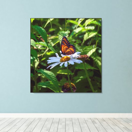 Monarch Vlinder Backlit op Daisy Flower Canvas Afdruk (Insitu (Houten vloer))