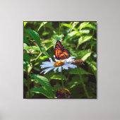 Monarch Vlinder Backlit op Daisy Flower Canvas Afdruk (Voorkant)