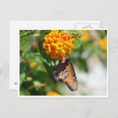 Monarch vlinder briefkaart (Voorkant / Achterkant)