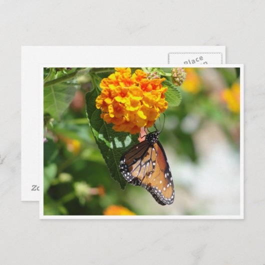 Monarch vlinder briefkaart (Voorkant / Achterkant)