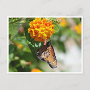Monarch vlinder briefkaart