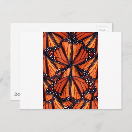 monarch vlinder briefkaart (Voorkant / Achterkant)