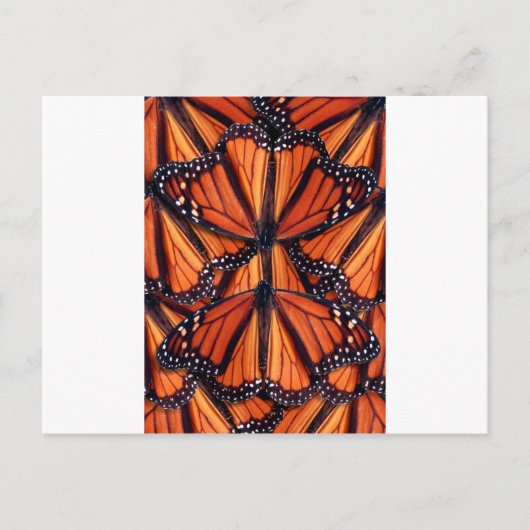 monarch vlinder briefkaart (Voorkant)