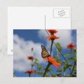 Monarch vlinder briefkaart (Voorkant / Achterkant)