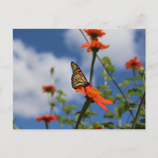 Monarch vlinder briefkaart (Voorkant)