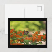 Monarch vlinder briefkaart (Voorkant / Achterkant)