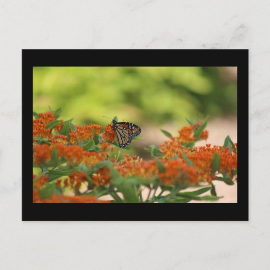 Monarch vlinder briefkaart (Voorkant)