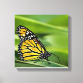 Monarch Vlinder Design Canvas Print (Voorkant)