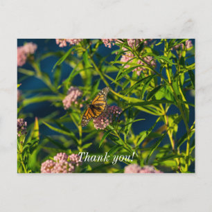 Monarch Vlinder en Zijdeplant Bedankkaart Briefkaart
