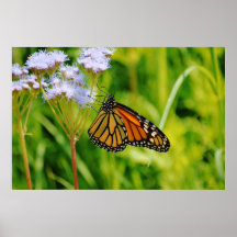  Monarch Vlinder Fotografie Kunstbloem