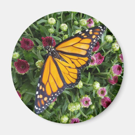Monarch vlinder fotografisch magneet (Voorkant)