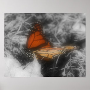 Monarch vlinder in gedeeltelijke kleur Natuur Poster