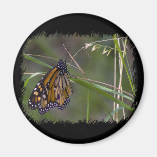 Monarch vlinder in het gras magneet