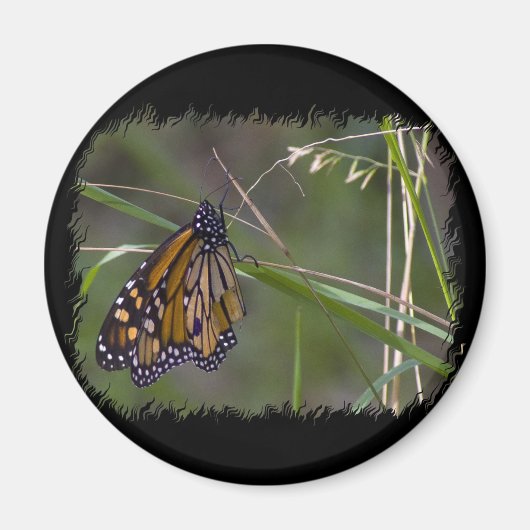 Monarch vlinder in het gras magneet (Voorkant)
