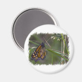 Monarch vlinder in het gras magneet (Voorkant / Achterkant)