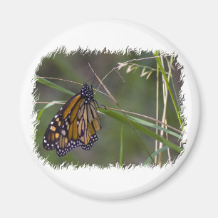Monarch vlinder in het gras magneet