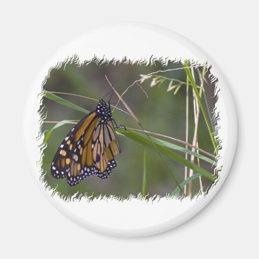 Monarch vlinder in het gras magneet (Voorkant)