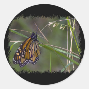 Monarch vlinder in het gras ronde sticker