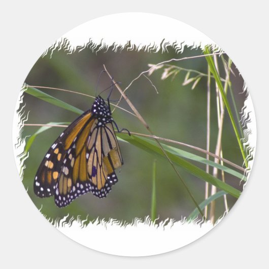 Monarch vlinder in het gras ronde sticker (Voorkant)