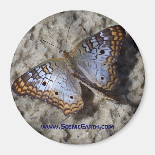Monarch Vlinder Koelkast Magnet Button (Voorkant)