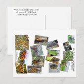 Monarch vlinder levenscyclus briefkaart (Voorkant / Achterkant)