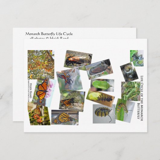 Monarch vlinder levenscyclus briefkaart (Voorkant / Achterkant)