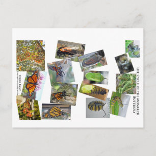 Monarch vlinder levenscyclus briefkaart