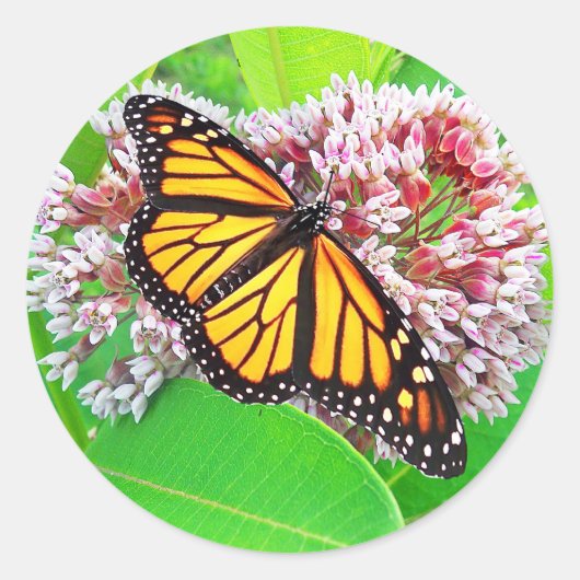 Monarch Vlinder Milkweed Flower Sticker (Voorkant)