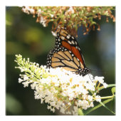 Monarch vlinder nippen nectar foto afdruk (Voorkant)