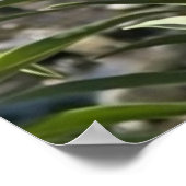 Monarch Vlinder op een Bloem bij de Water Natuur Poster (Hoek)