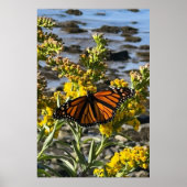 Monarch Vlinder op een Bloem bij de Water Natuur Poster (Voorkant)
