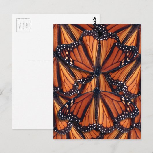 monarch vlinder - postkaart (Voorkant / Achterkant)